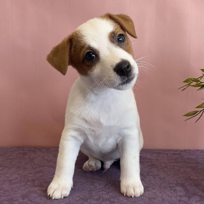 Джек Рассел терьер с прививками