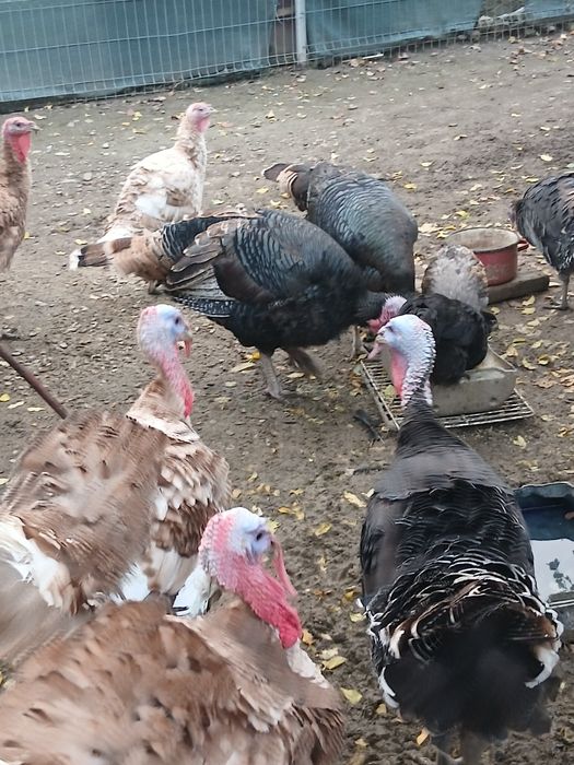 Se vând curcani mari