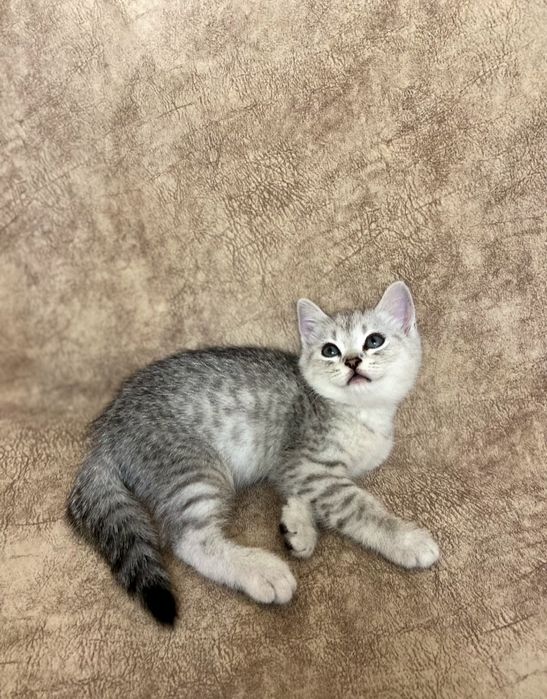 Скоттиш фолд и Скоттиш страйт