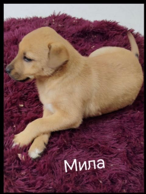 Собака- щенки бесплатно даром