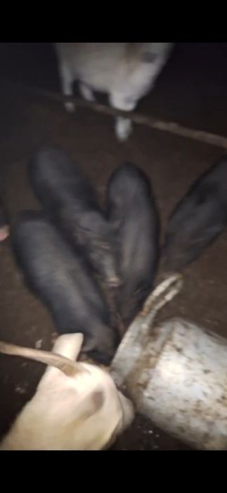 Продам вьетнамских поросят