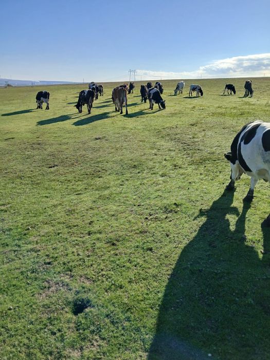 Vand vaci si tineret bovin