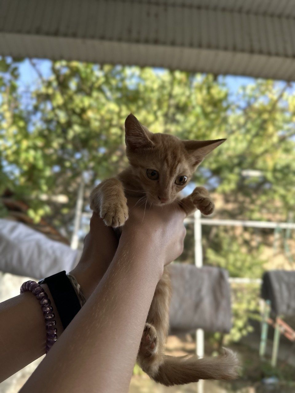 Подарите дом котятам.