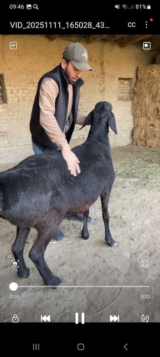 Арашан бугоз куй сотилади