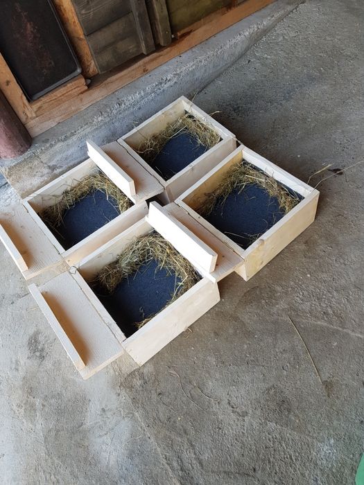 Cuibare găini cu recuperarea oului