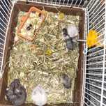 Donez hamsteri pitici