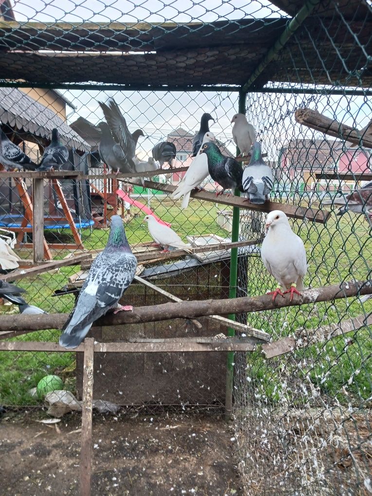 Vând, schimb porumbei