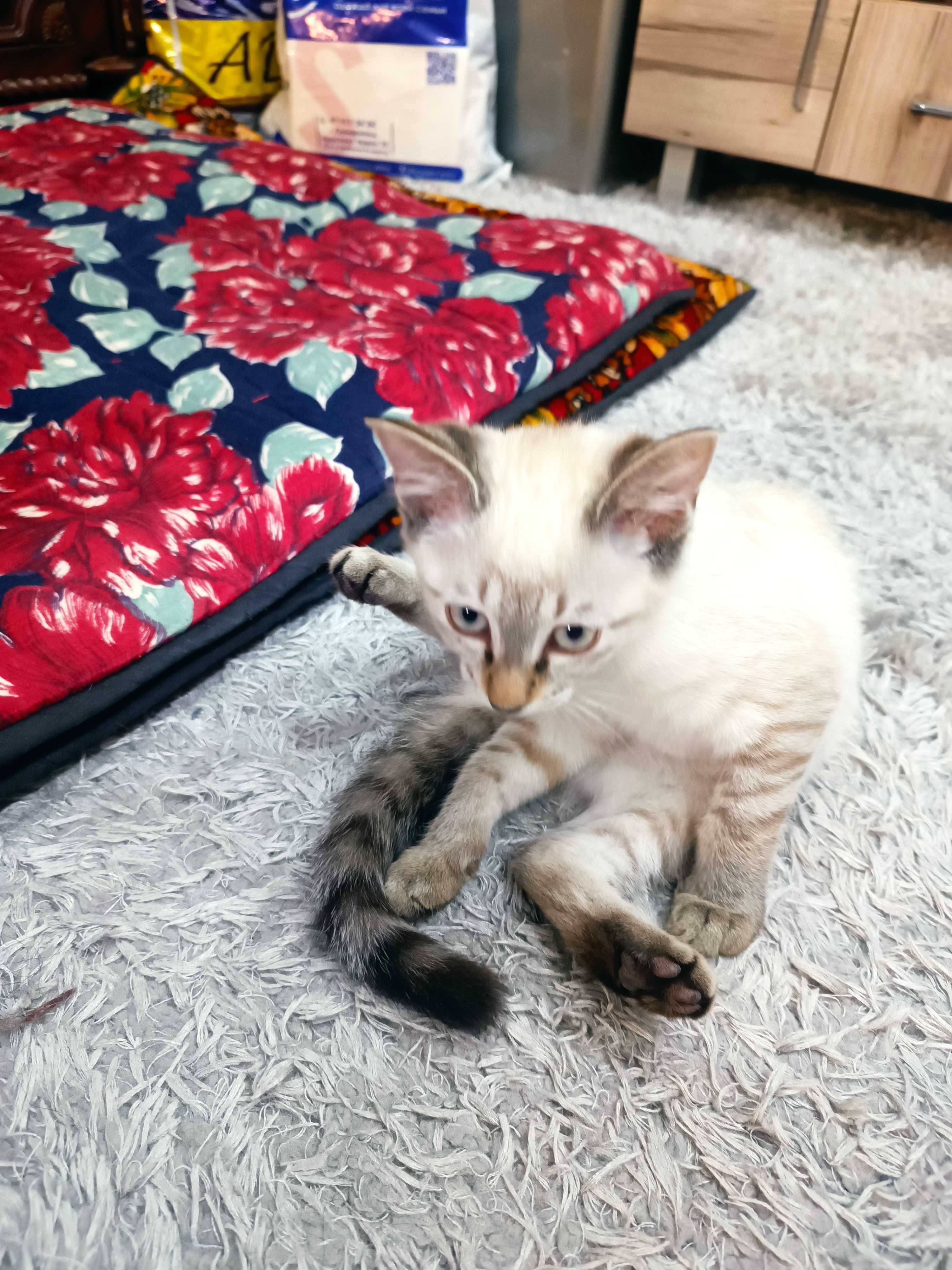 Сиамский котёнок девочка мурлыка