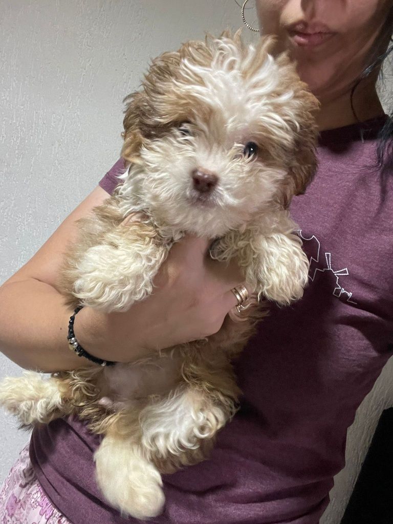 Caniche pitic / Caniche