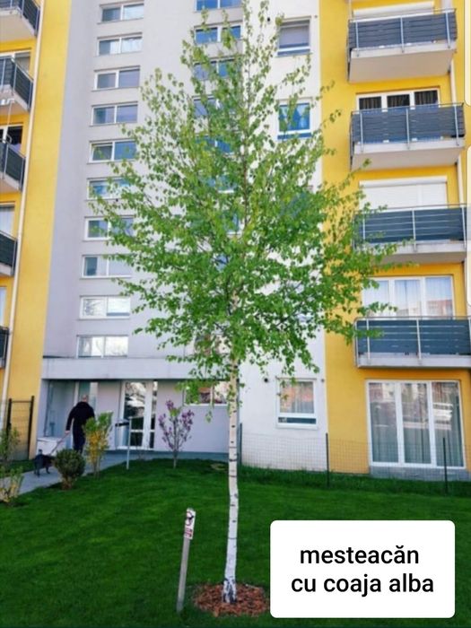 Mesteacan  decorativ cu coaja/ Tei argintiu mirositor