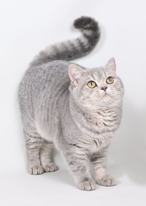 Pisicuta British Shorthair blue tabby cu pedigree