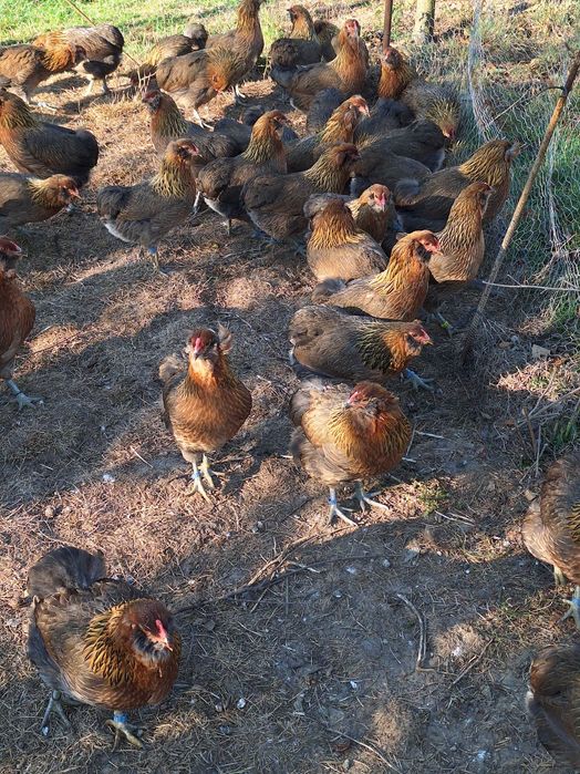 Araucana , femele 2025 !!!