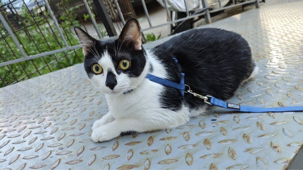 Adopție – Două pisici minunate își caută o nouă casă!