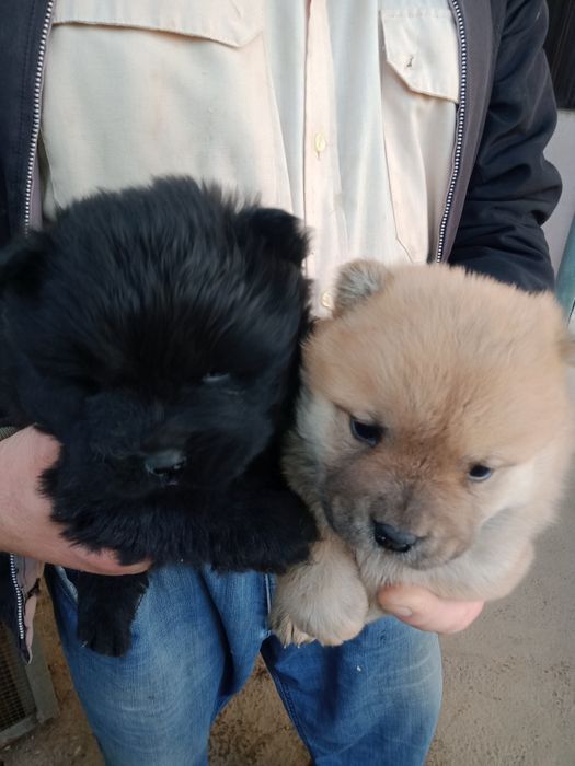 Продаются щенки Чау чау