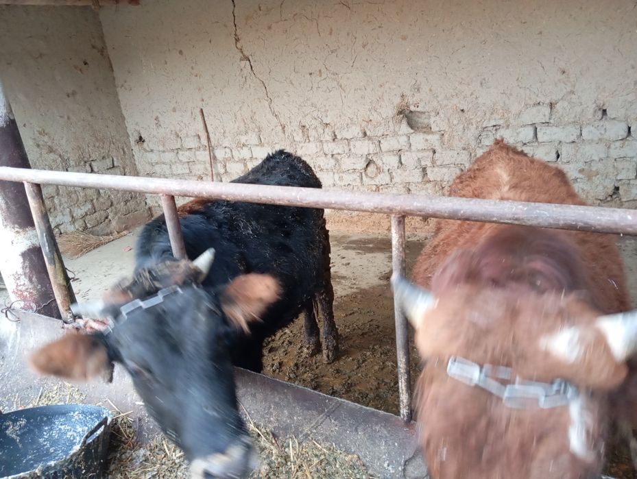 Madaniyat buqalarni. Sogʻlom buqa yeb ichishi yaxshi