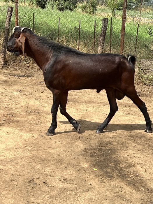 Berbeci carabasi /Tap anglonubian