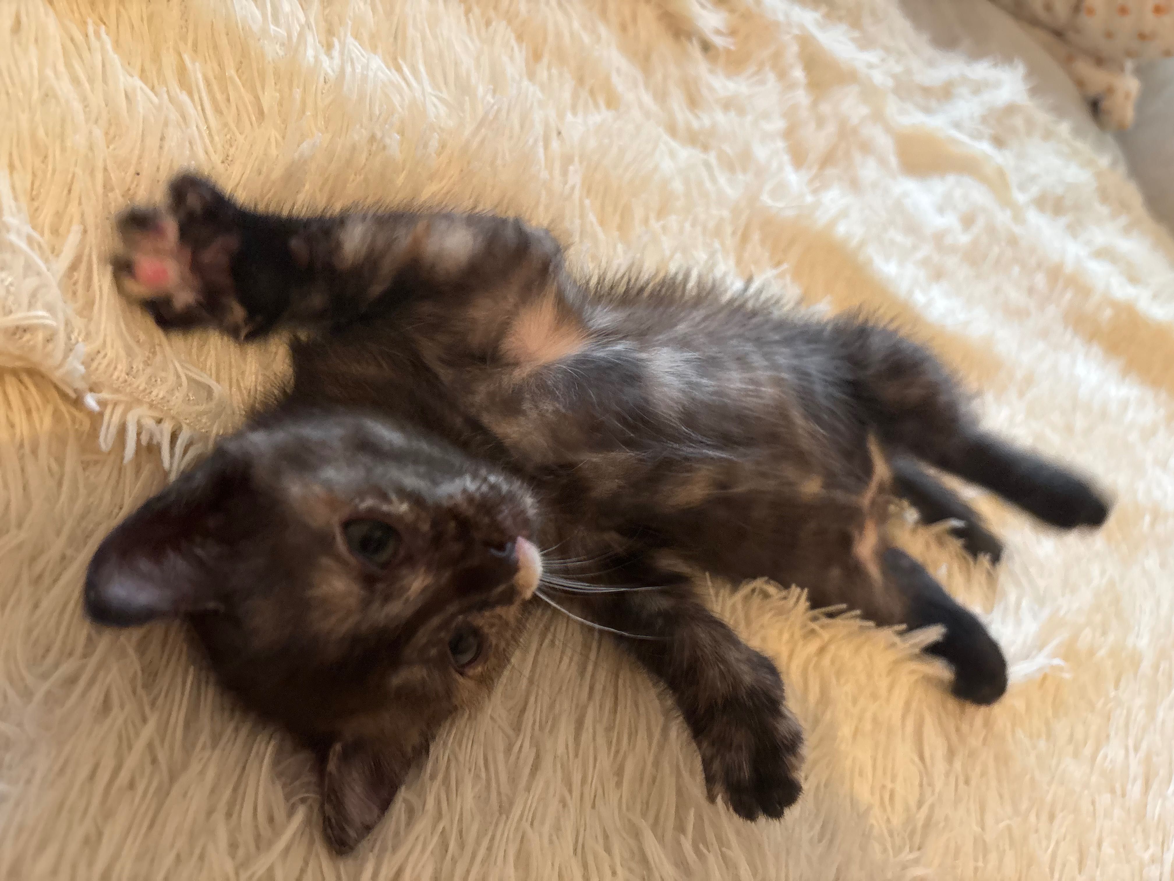 Отдам котёнка девочку