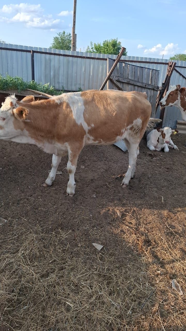 Продам корову, телочку, бычка