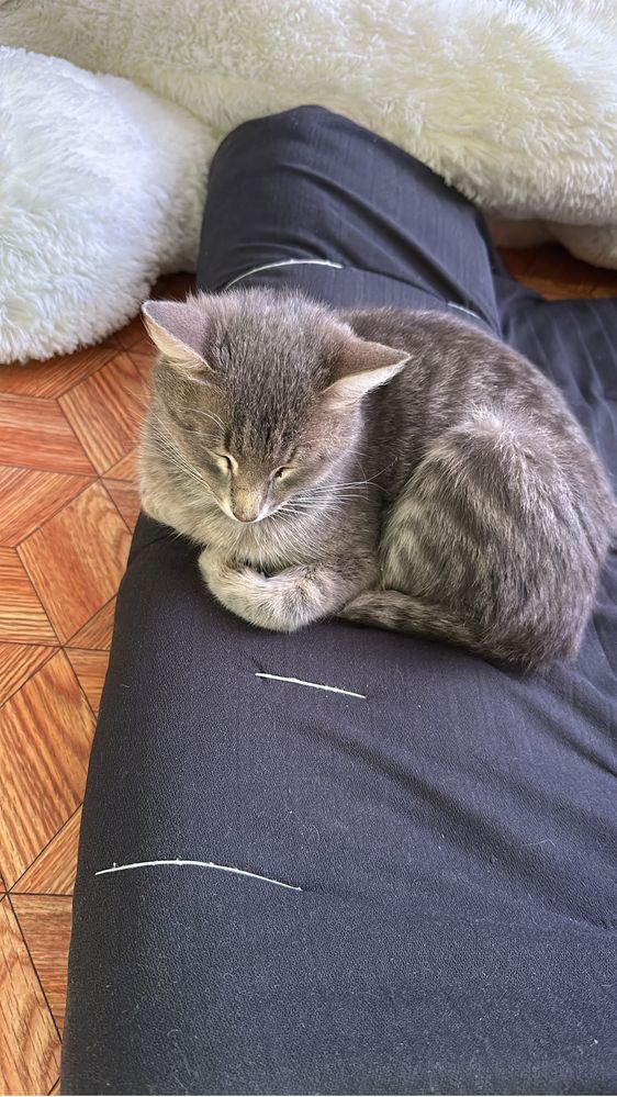 Котята  в дар бесплатно