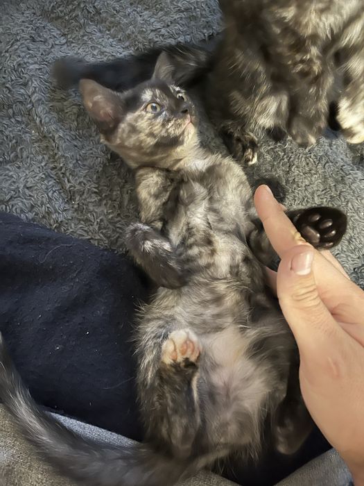 Подарявам котето Сузи