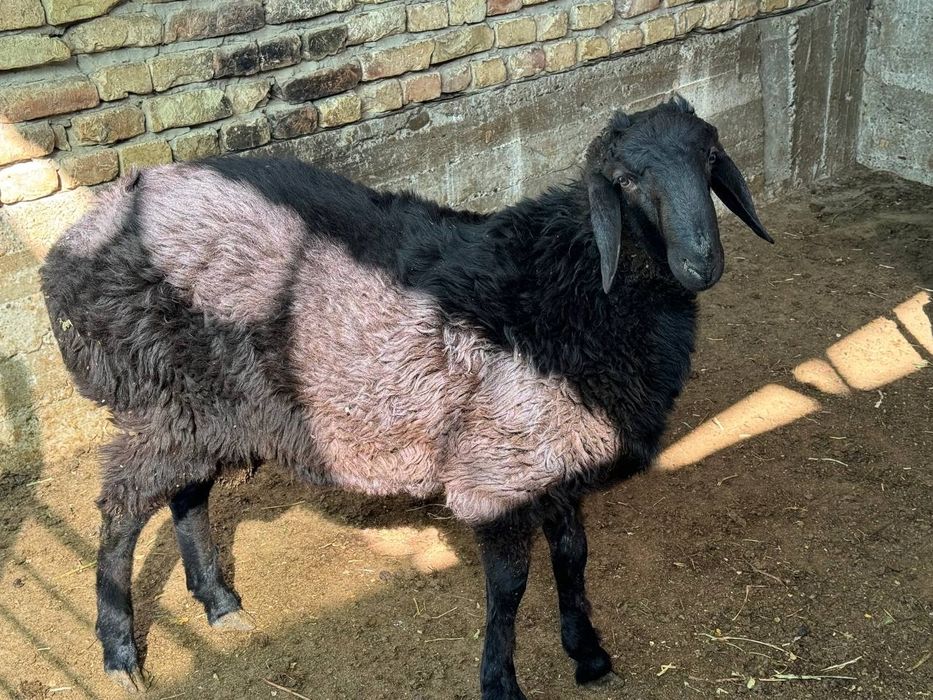 Qo'chqorlar sotiladi