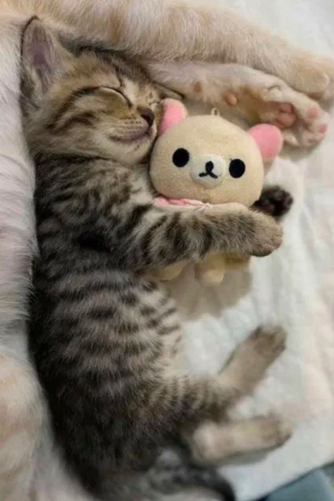Британские котята