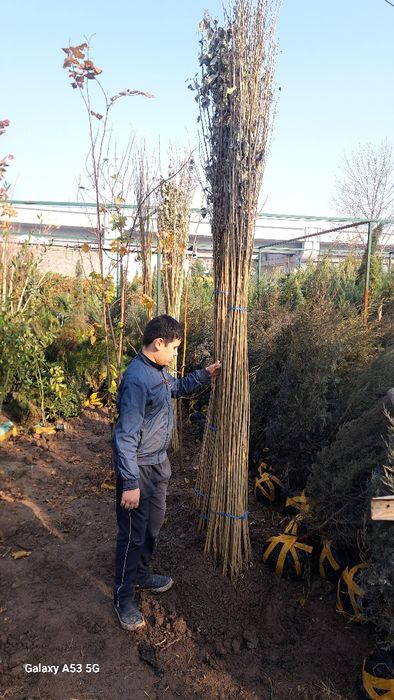 Terak kuchati sotiladi  3 mingdan optomga