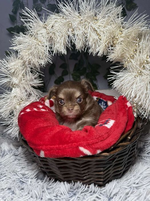 Чихуахуа момченца