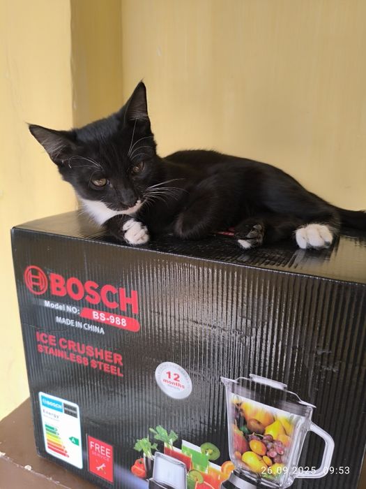 Отдам даром котят
