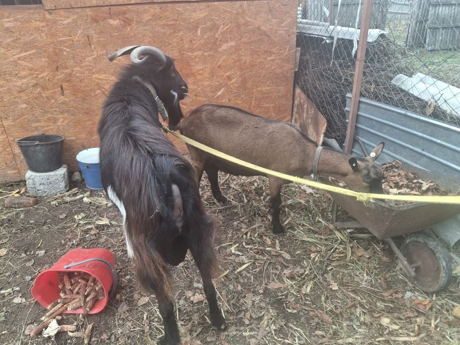 Vind ȚAP Rasă Alpin Francez