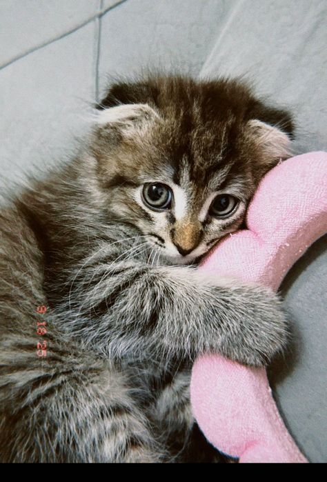 Отдам котенка в добрые  руки.Бесплатно