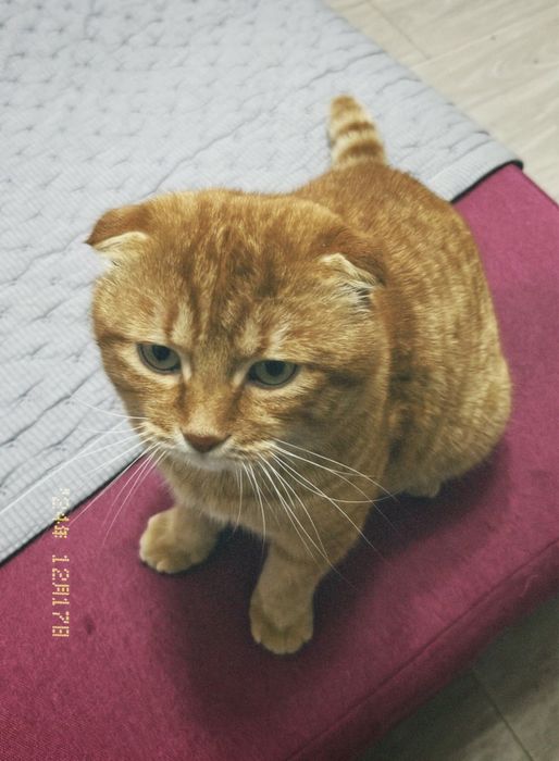 Шотландец вислоушка рыжий ищет кошечку для вязки