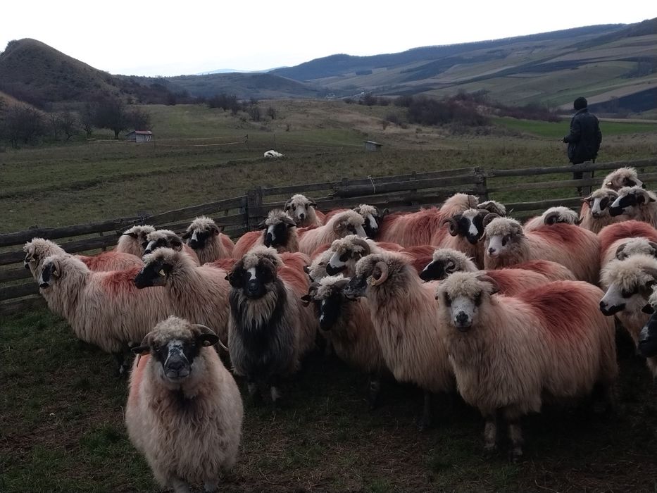 De vânzare 60 de oi