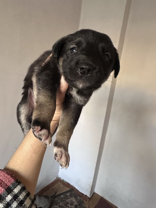 Яхши кулларга берамз