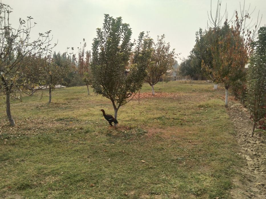 Yer sotiladi, 6 sotix