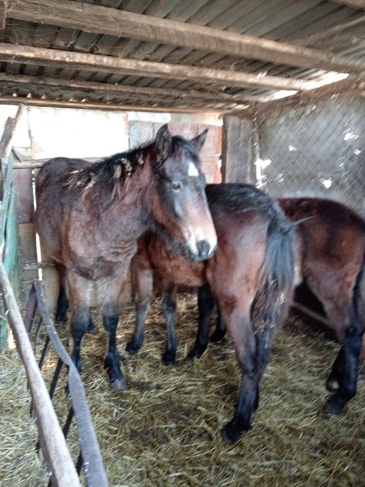 Продам жеребят 7 Месецев