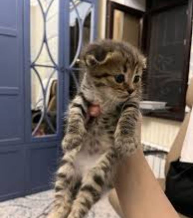 Шотландский малышь, вискас золото, 1 месяц, иривый и ласковый, 35 тыс