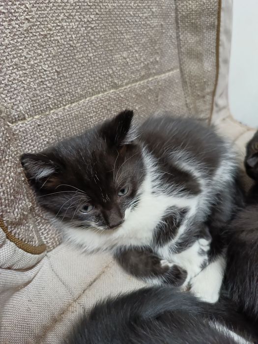 Отдам котят в хорошие руки