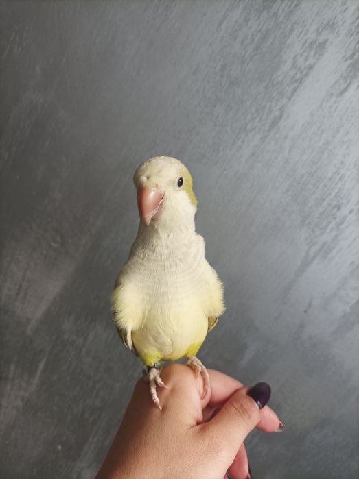 Папагал монах ръчно хранен