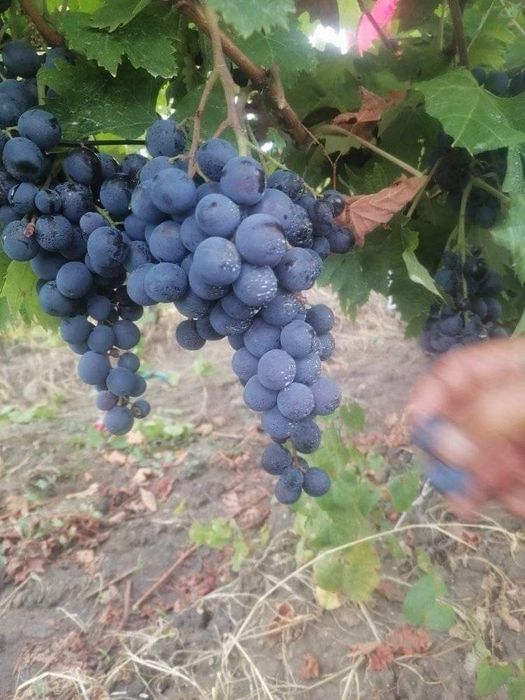 Butași de vita de vie de anul 3