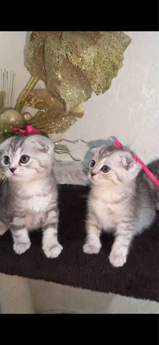 Zottor Mushuk bollari