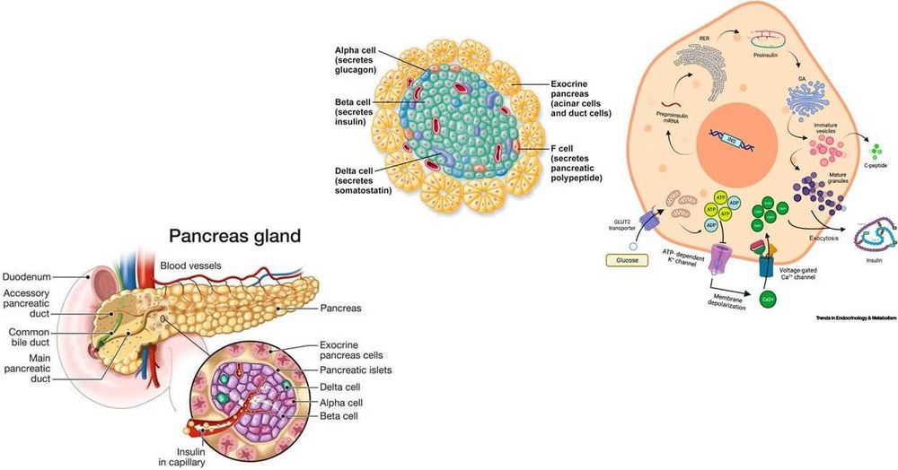 Meditatii Biologie BAC 9-10, 11-12