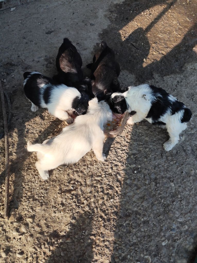 De donat căței mici