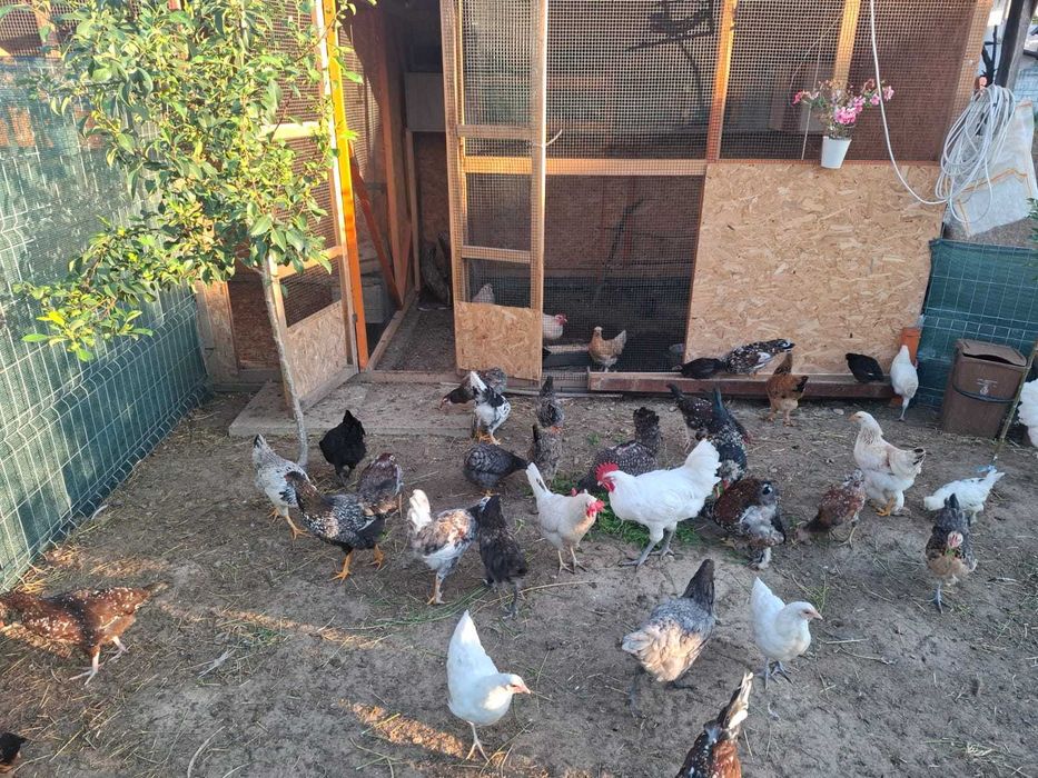 Pui gaina rase diferite