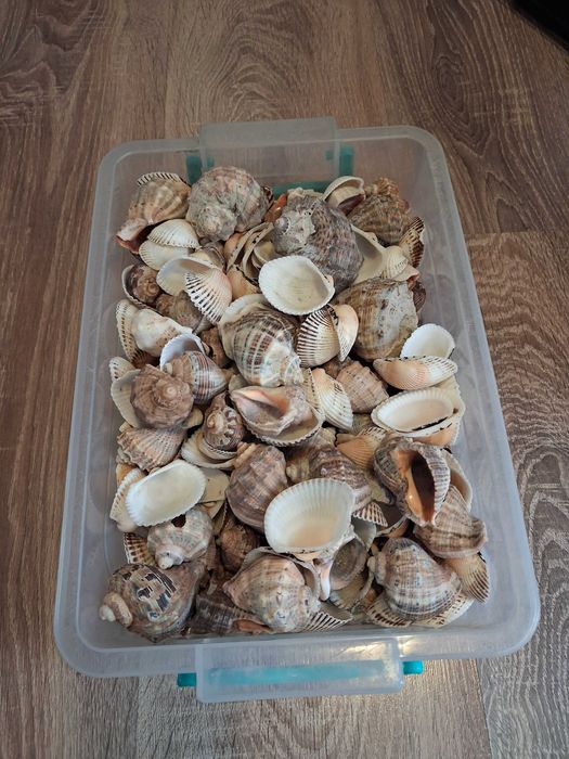 Melci si scoici natutare