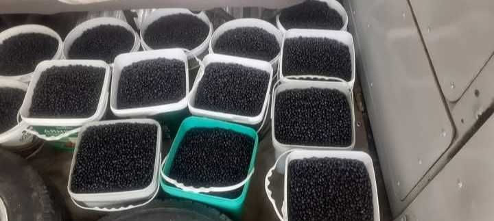 Продавам Черна Боровинка