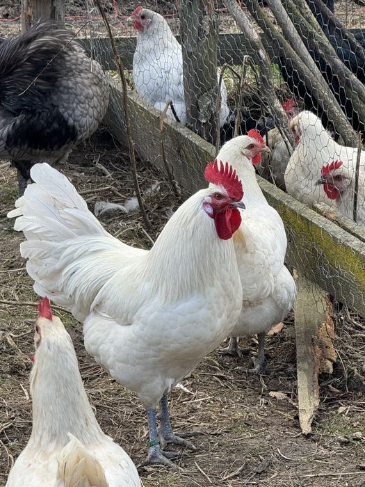 Vand cocosi de anul asta australorp si la Bresse