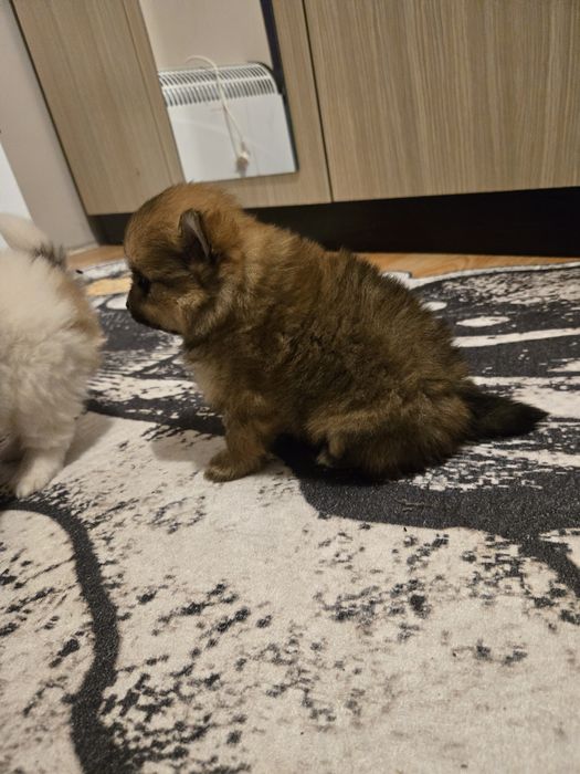 Померан мини Шпиц 3кг