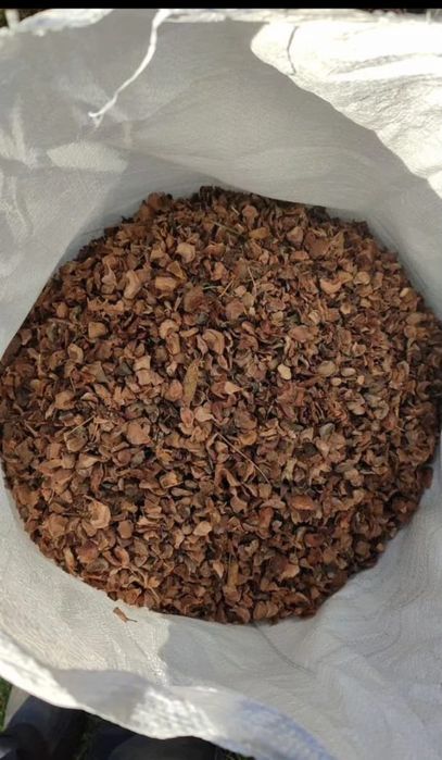 Скорлупа кедрового ореха