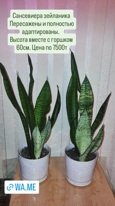 Готовые большие цветы для дома, офиса и в школу